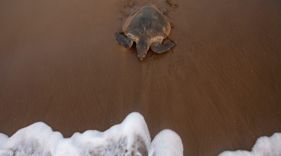 Sea Turtles in Trouble