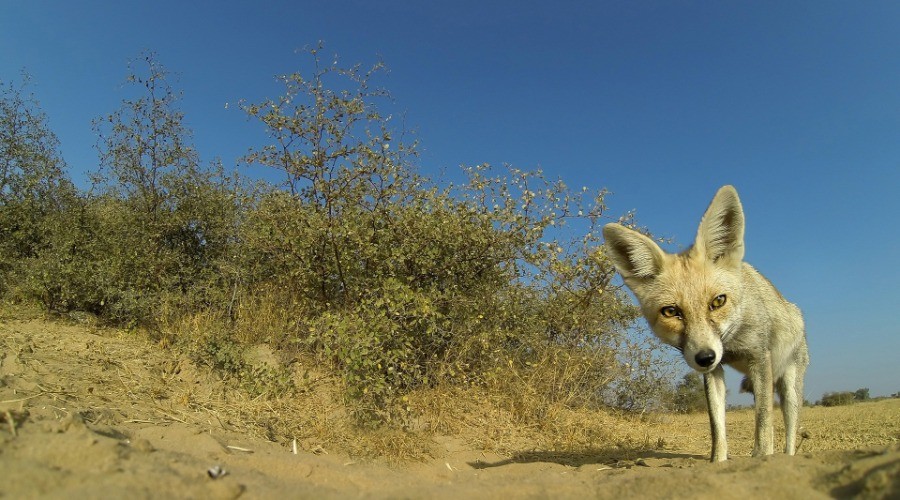 Desert National Park: Not So Deserted