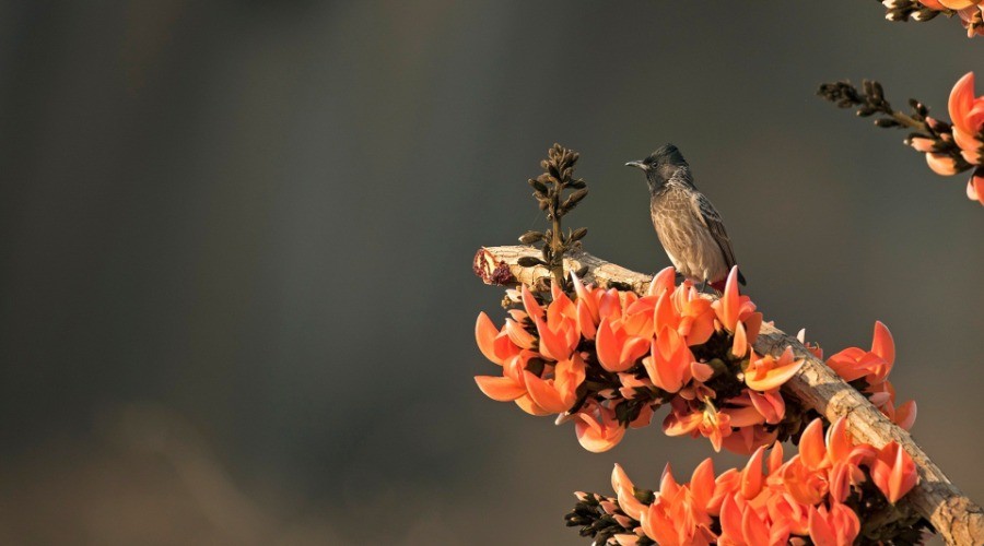 Essential Wildlife Apps For Your Phone