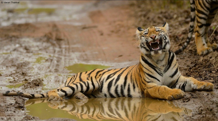 The Wildlife Comedy Club
