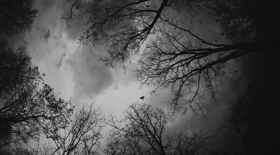 Wild Clicks 7