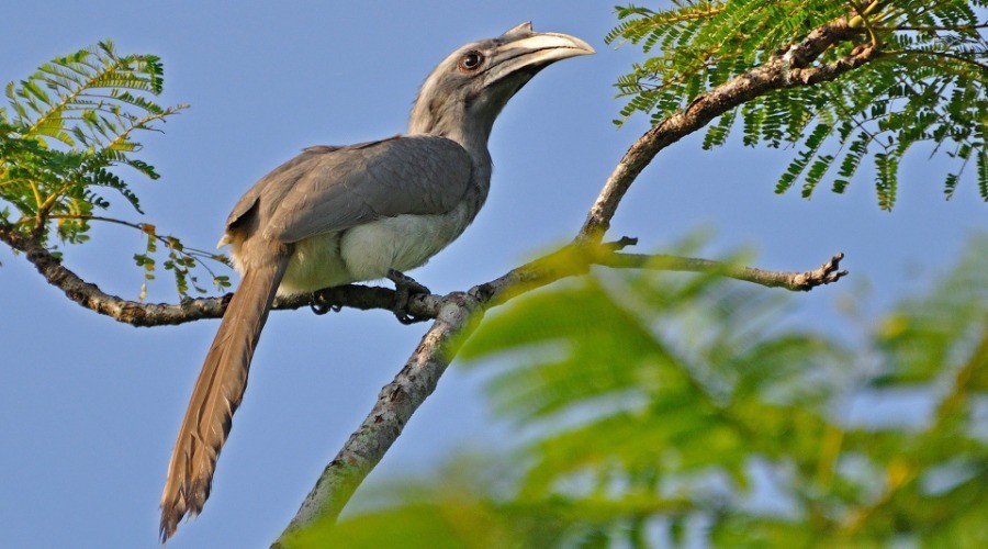 Peeping Inside A Hornbill Home
