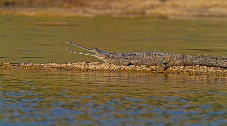 National Chambal Sanctuary