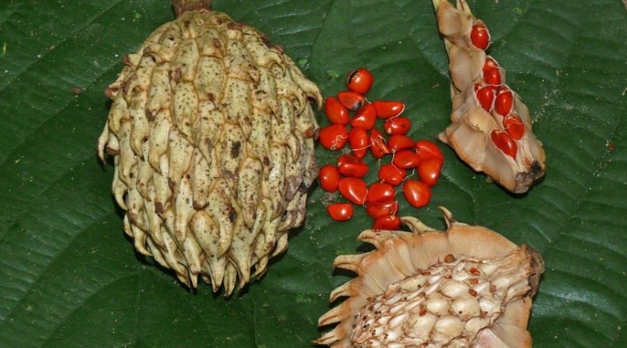 Rodents: Greedy Eaters Or Forest Helpers