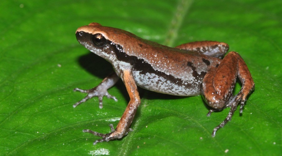 New frog species discovered near human habitation in Northeast India