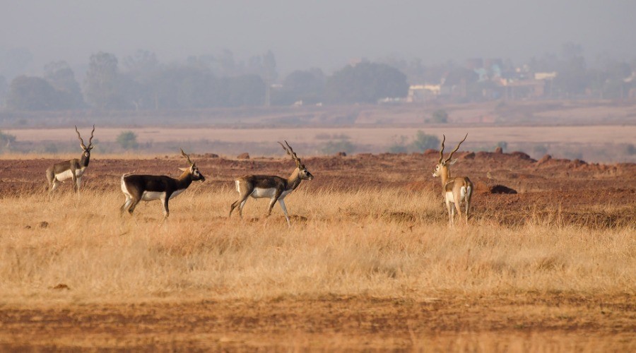 Bidar
