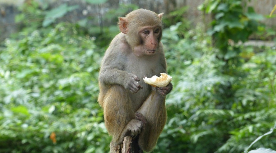 What Monkeys Eat Matters To Our Forests