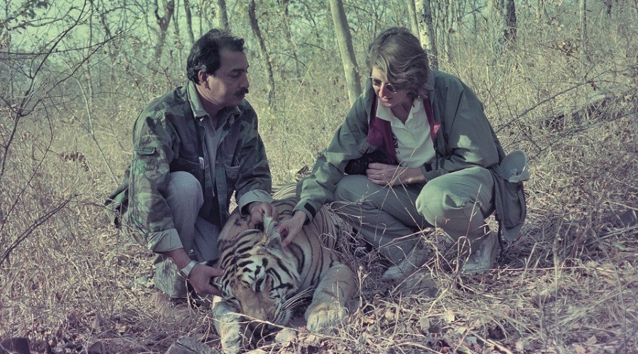 Talking Tigers With Dr Raghu Chundawat