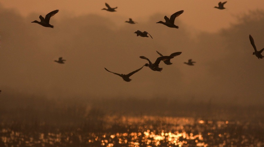 Into The Wild Series – Reminiscing Wetlands