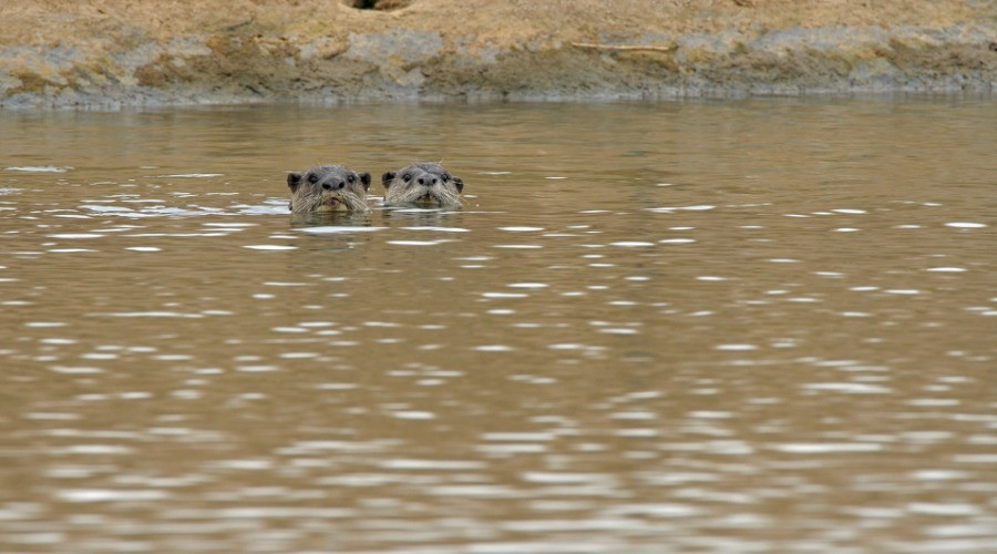 Otterly Beautiful
