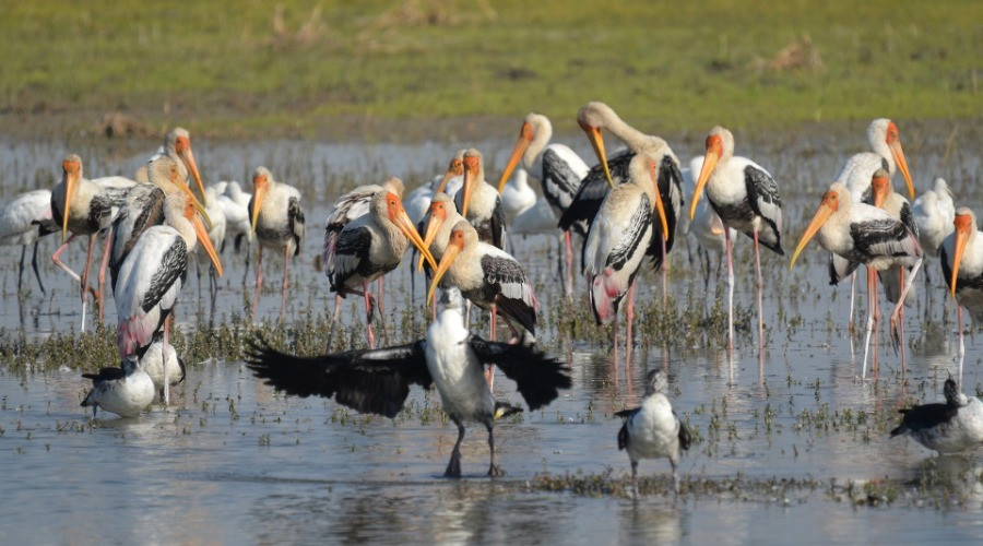 Top 13 Places To Go Birdwatching—Indore
