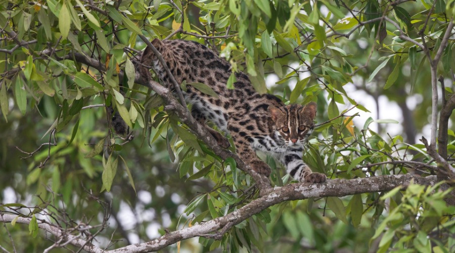 Sundarbans National Park