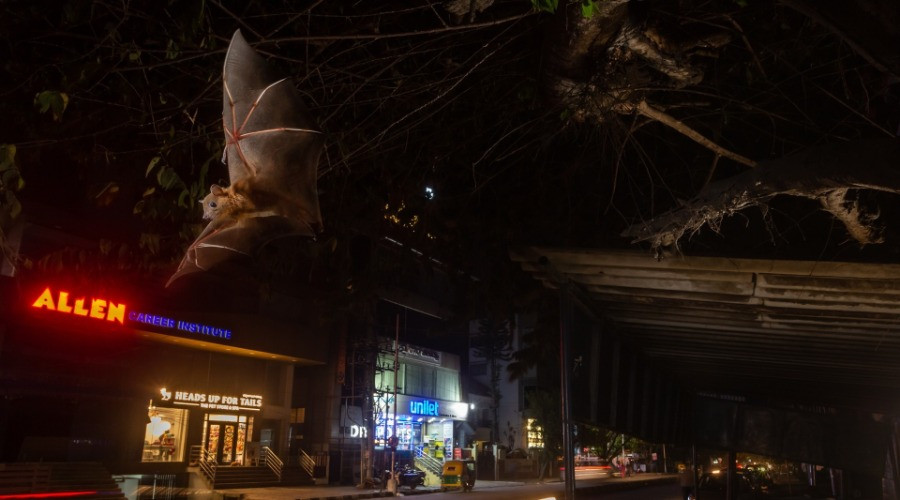 Nature inFocus Photography Awards 2020: The Winners