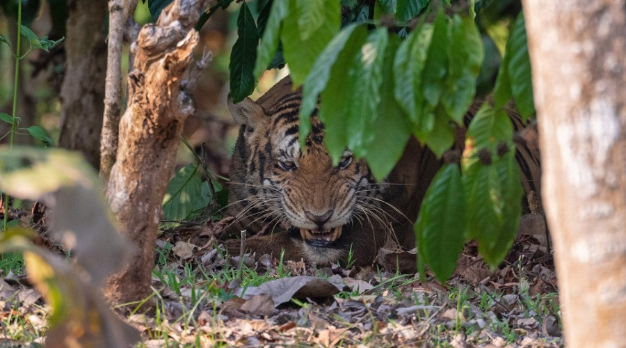 Tiger Rescue At Nagarahole