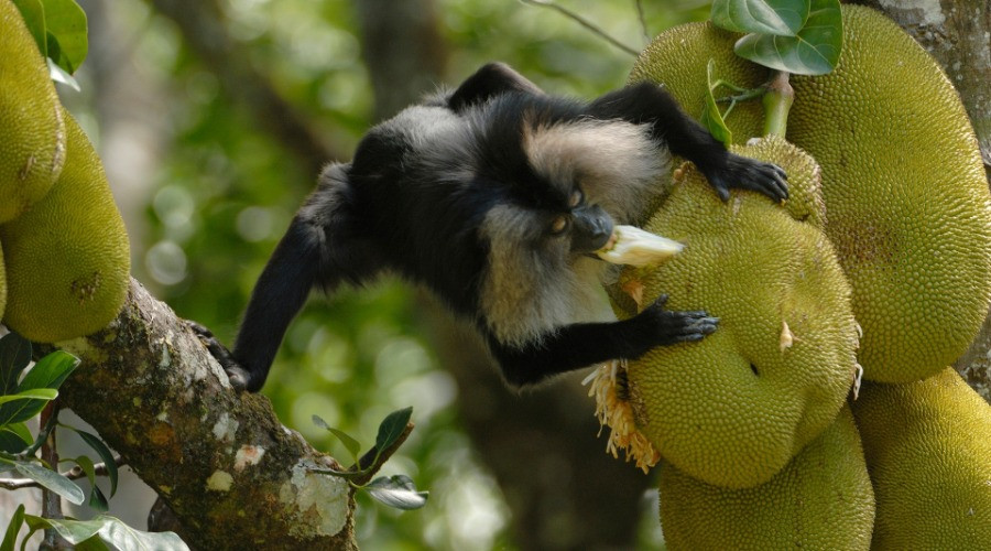 10 Things You Need To Know About Lion-tailed Macaques