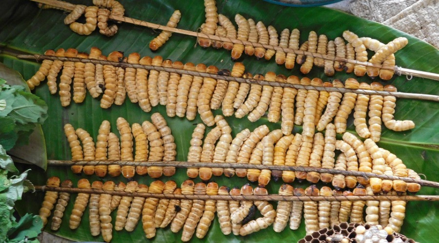 Are Insects The Answer To Our Food Crisis?