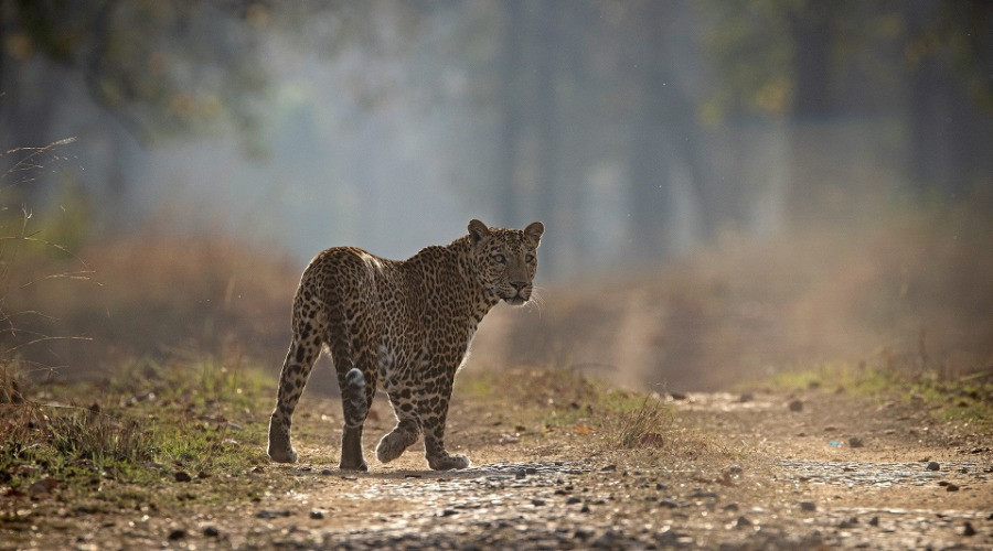 Snapshots From Satpura Tiger Reserve