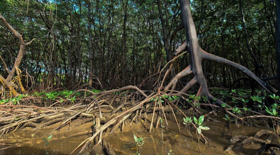 Mangroves on the go