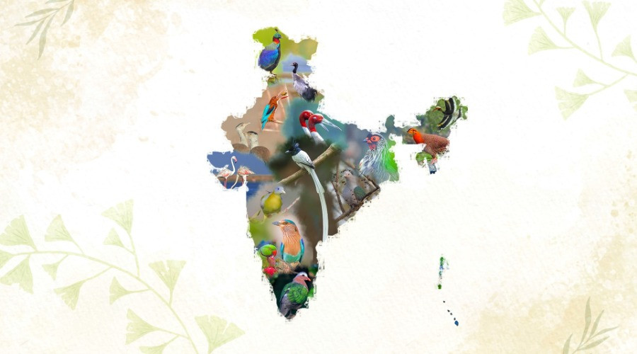 Meet The State Birds Of India