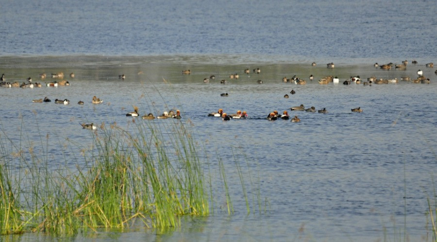 Sirpur Wetland: From Ruination To Ramsar Site Designation