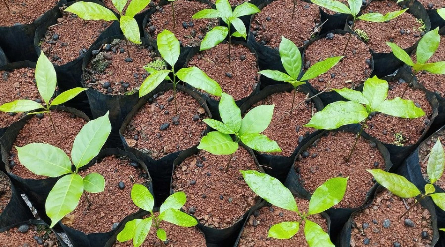 Sustaining A Restoration Nursery In The Western Ghats
