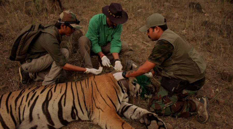 In Service of the Wild