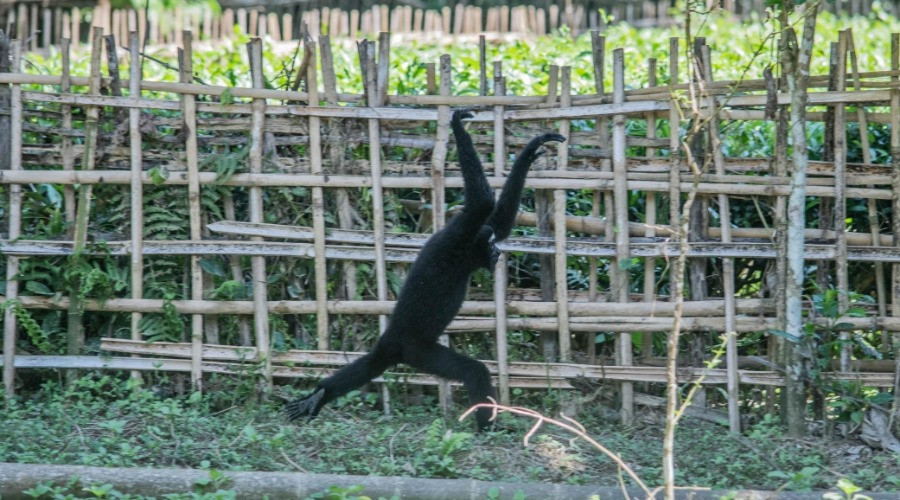 When the Gibbon Walks the Ground
