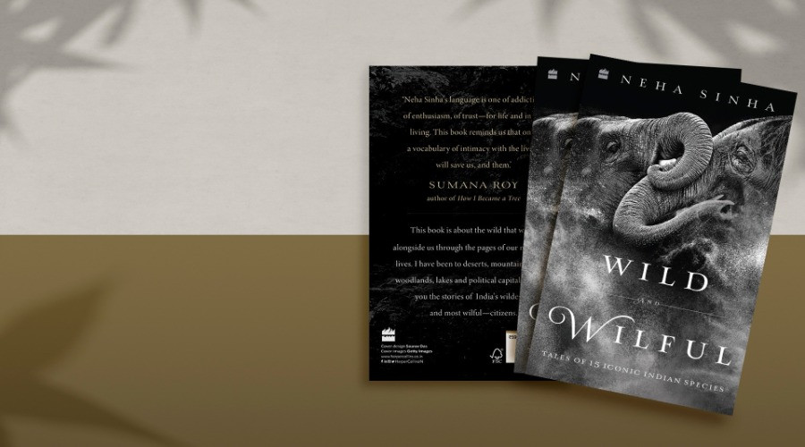 Wild And Wilful – 'We Are Part Of It, Not Owners Of It.'