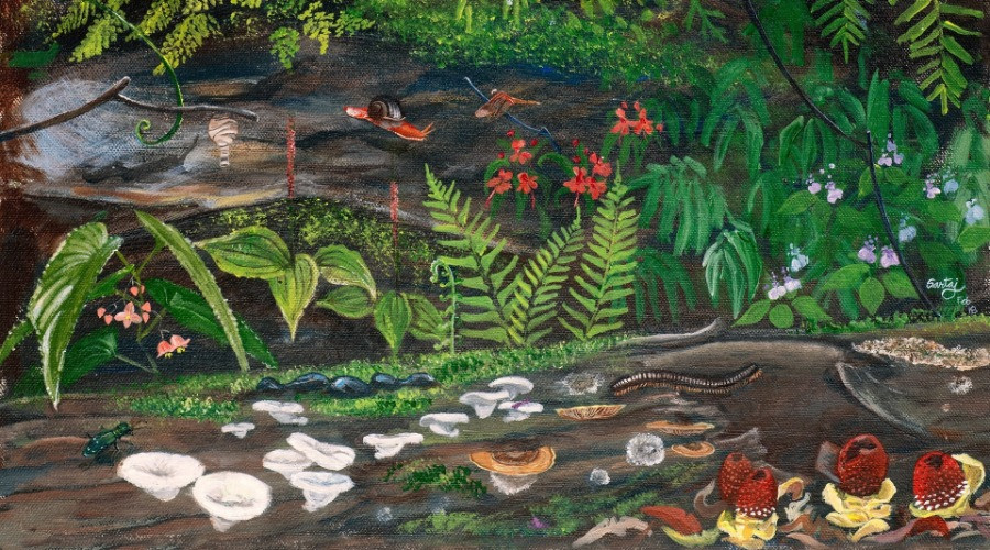 Around A Fallen Log
