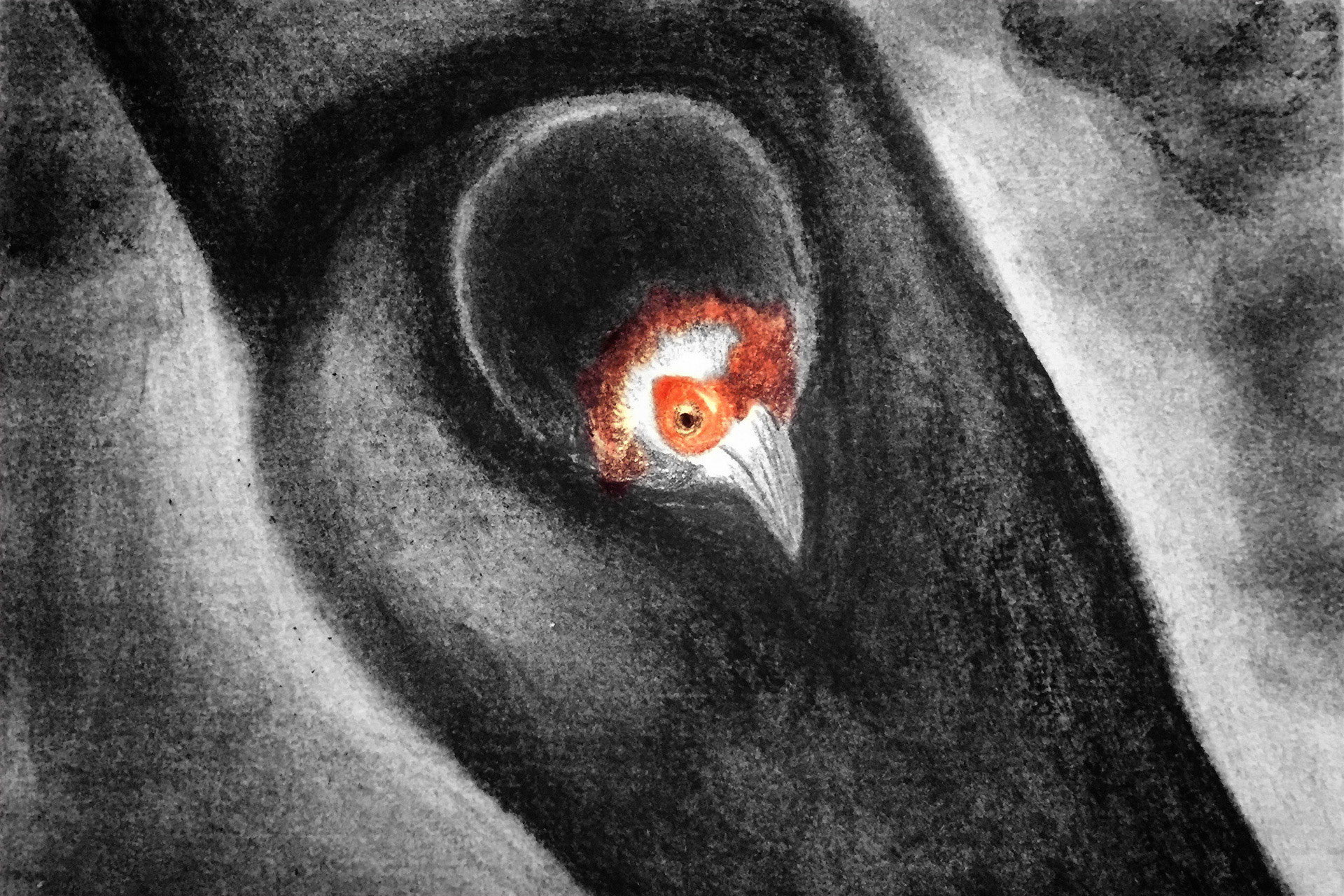 Chick - Hope For The Hornbills | Nature inFocus