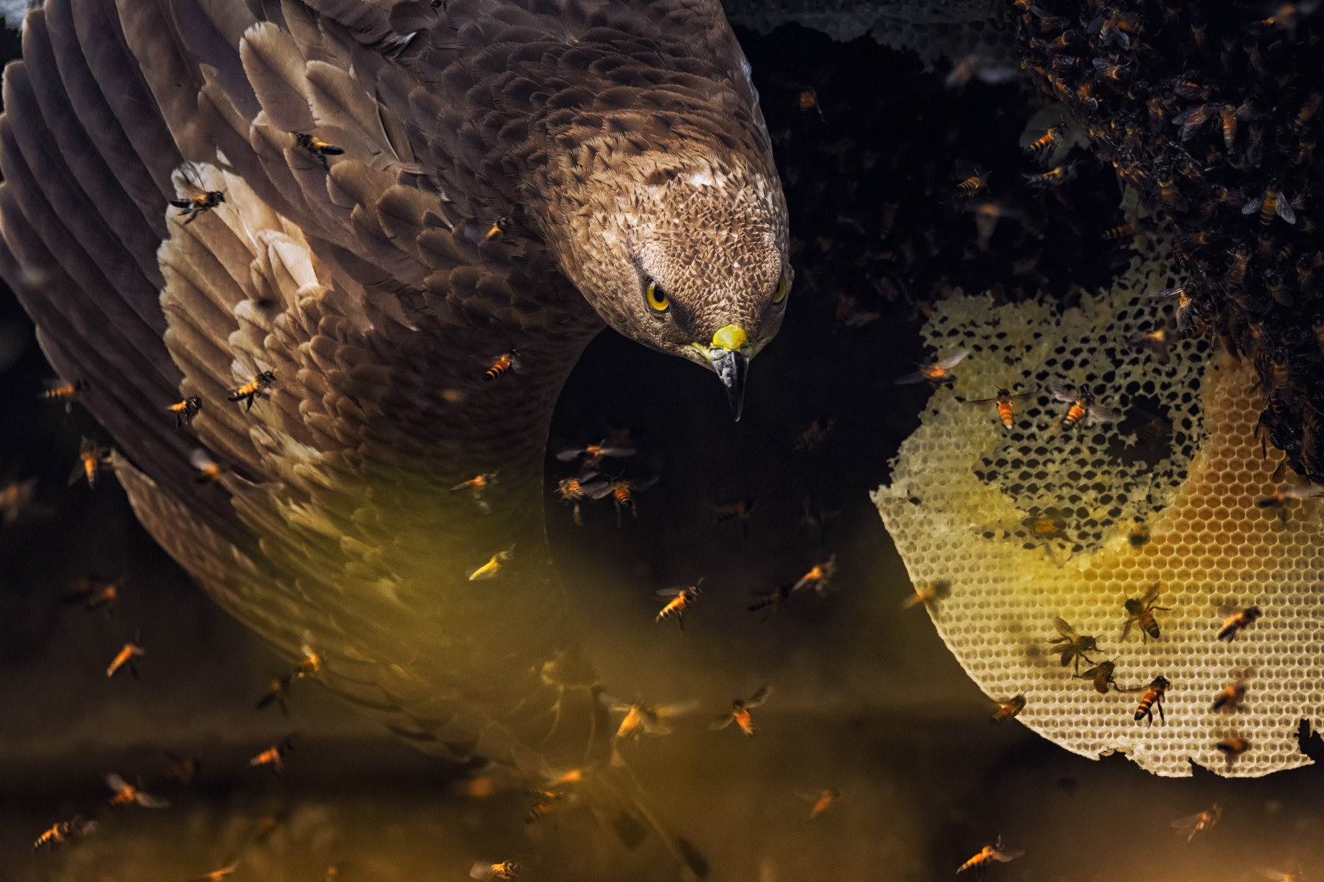 - Nature inFocus Photography Awards 2019: The Winners | Nature inFocus