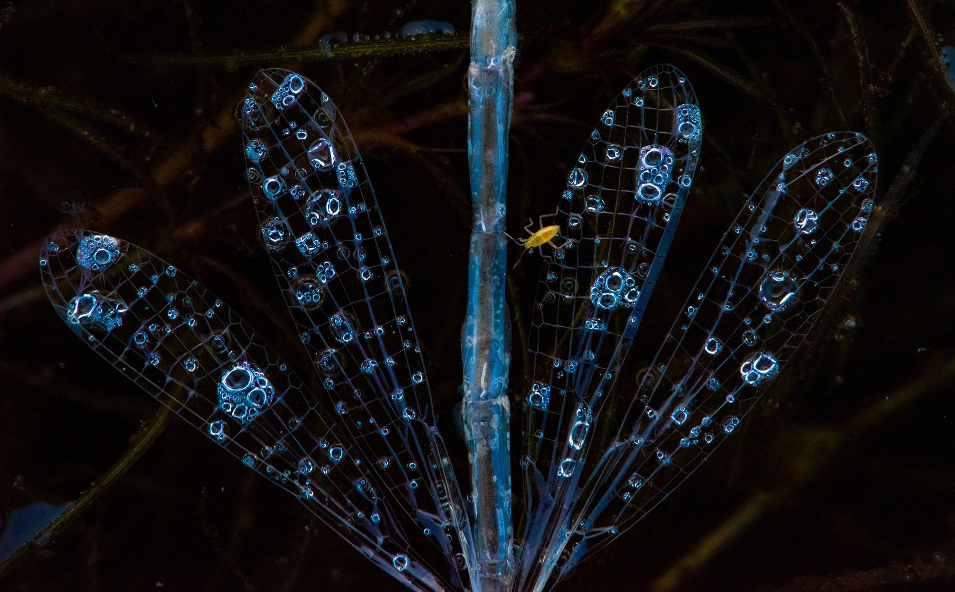 - Nature inFocus Photography Awards 2019: The Winners | Nature inFocus