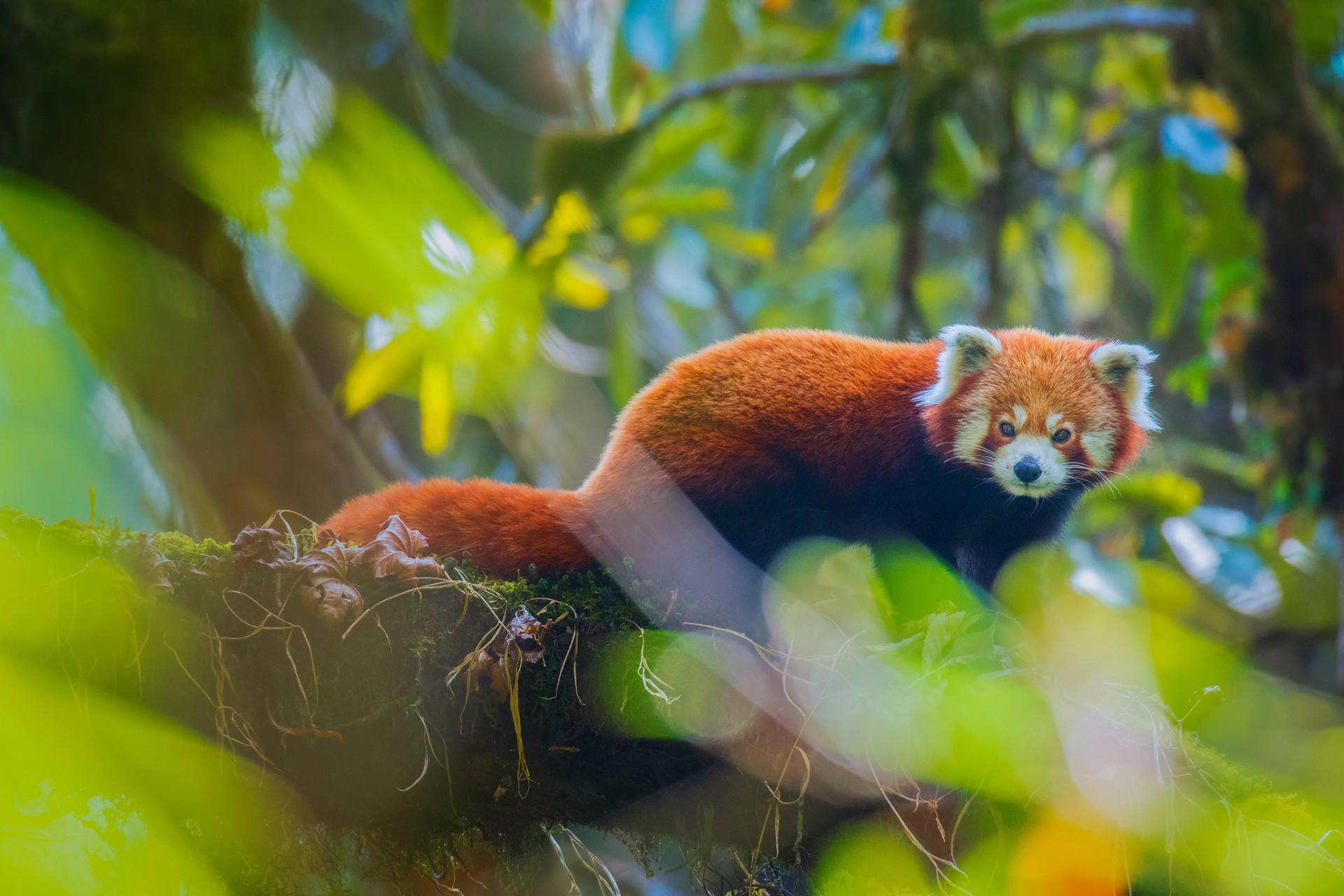    portrait   | Nature Infocus