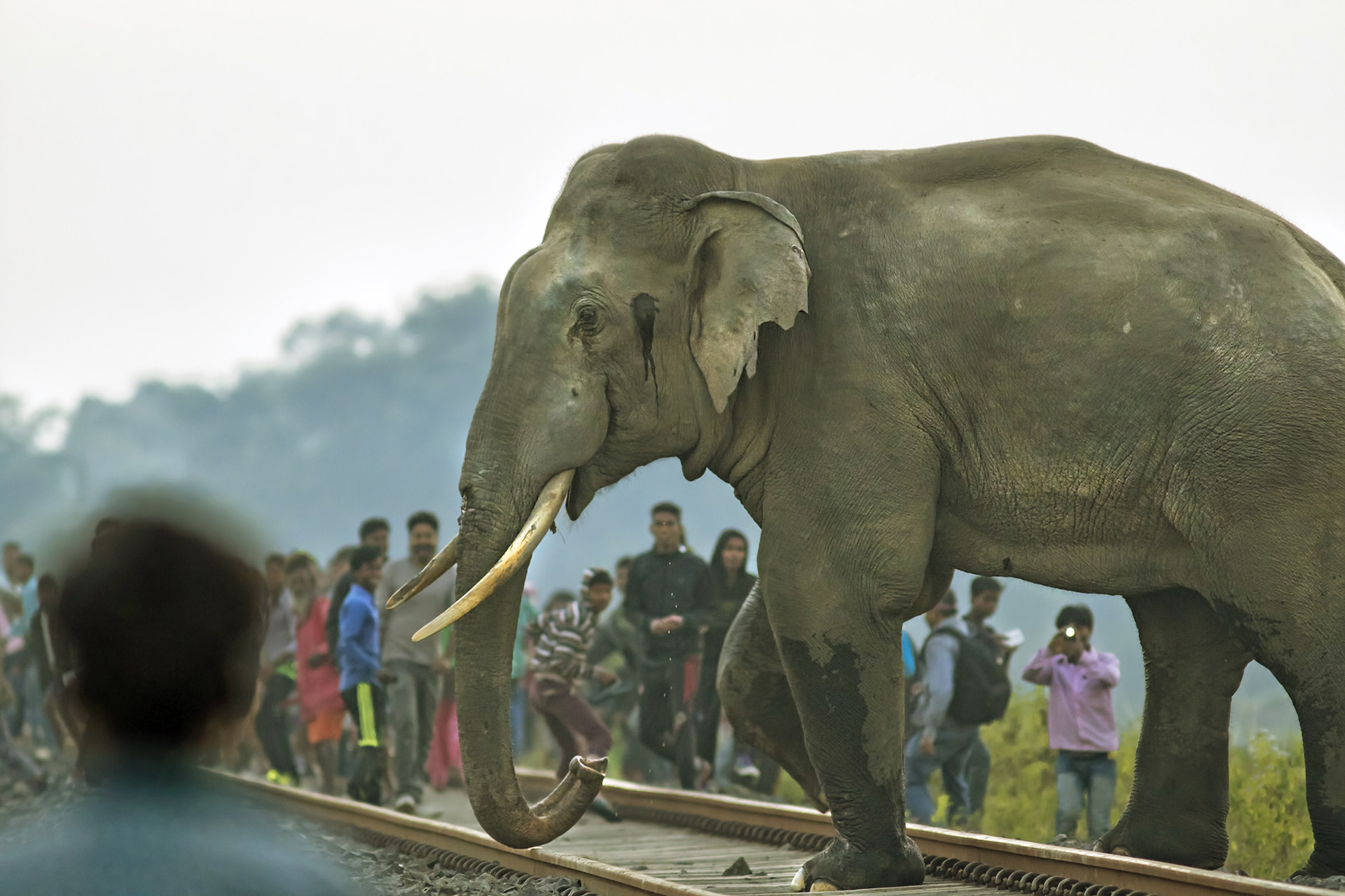 Elephant crossing the Siliguri Naxalbari railway track