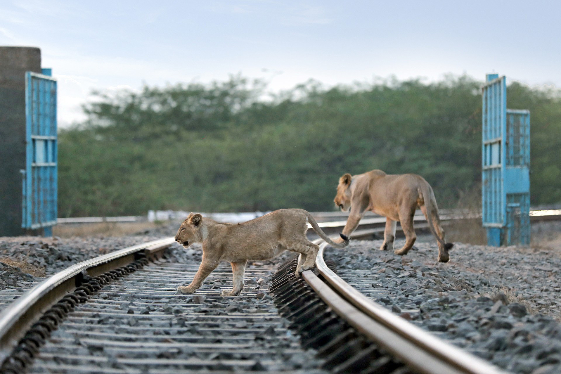 Lions crossing railway track in Gir Forest Gujarat