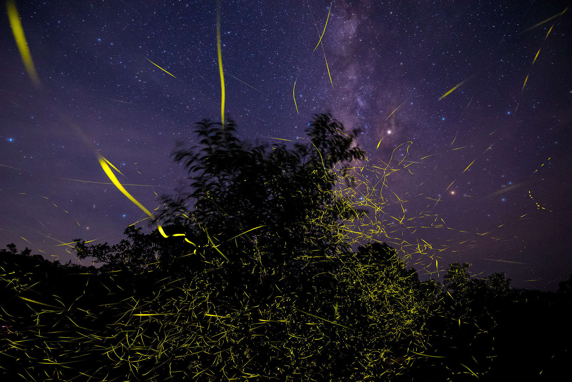 Pending      viraj ghaisas - Captivating Courtship Rituals From The Animal Kingdom | Nature inFocus