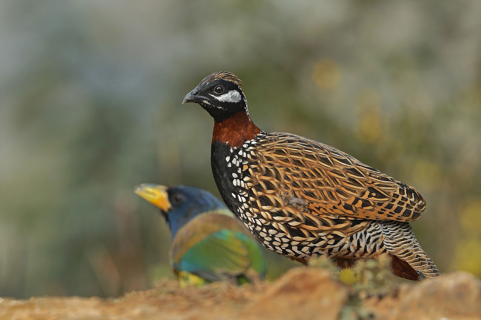 Black Francolin (Francolinus francolinus)