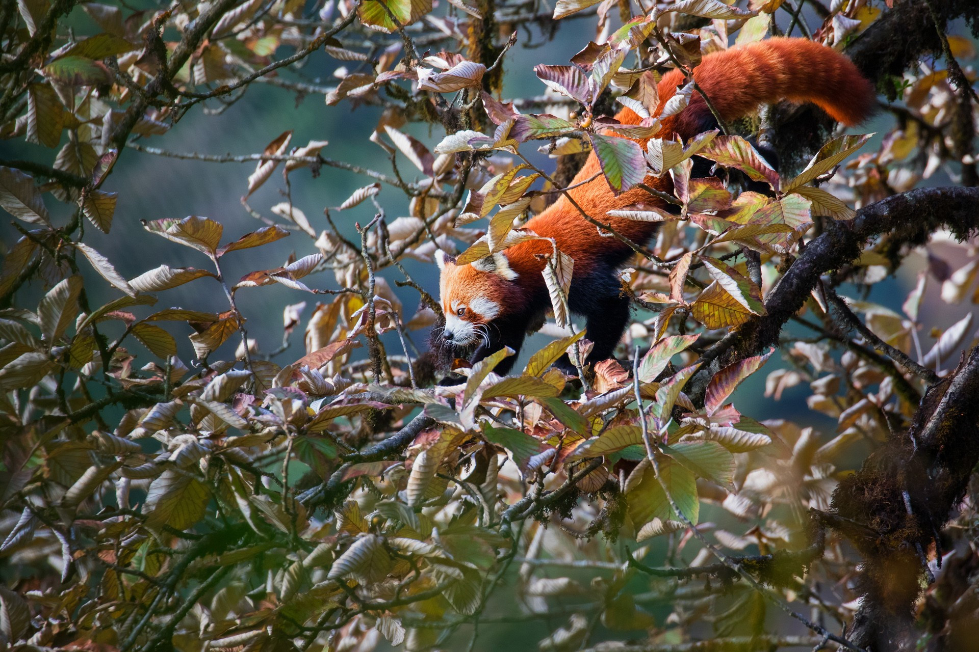       portrait   in fruiting tree sorbus | Nature Infocus