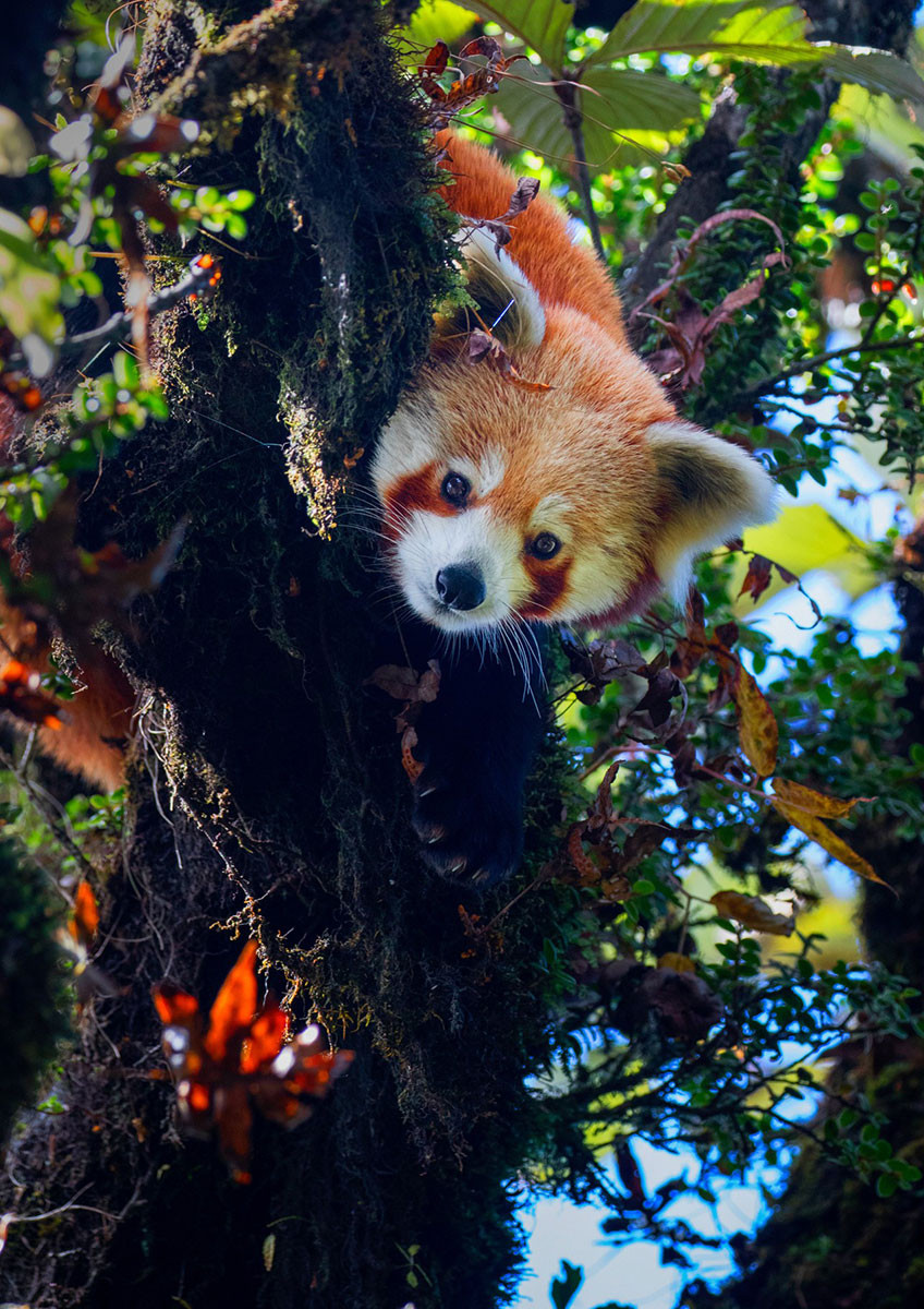      v  portrait   | Nature Infocus