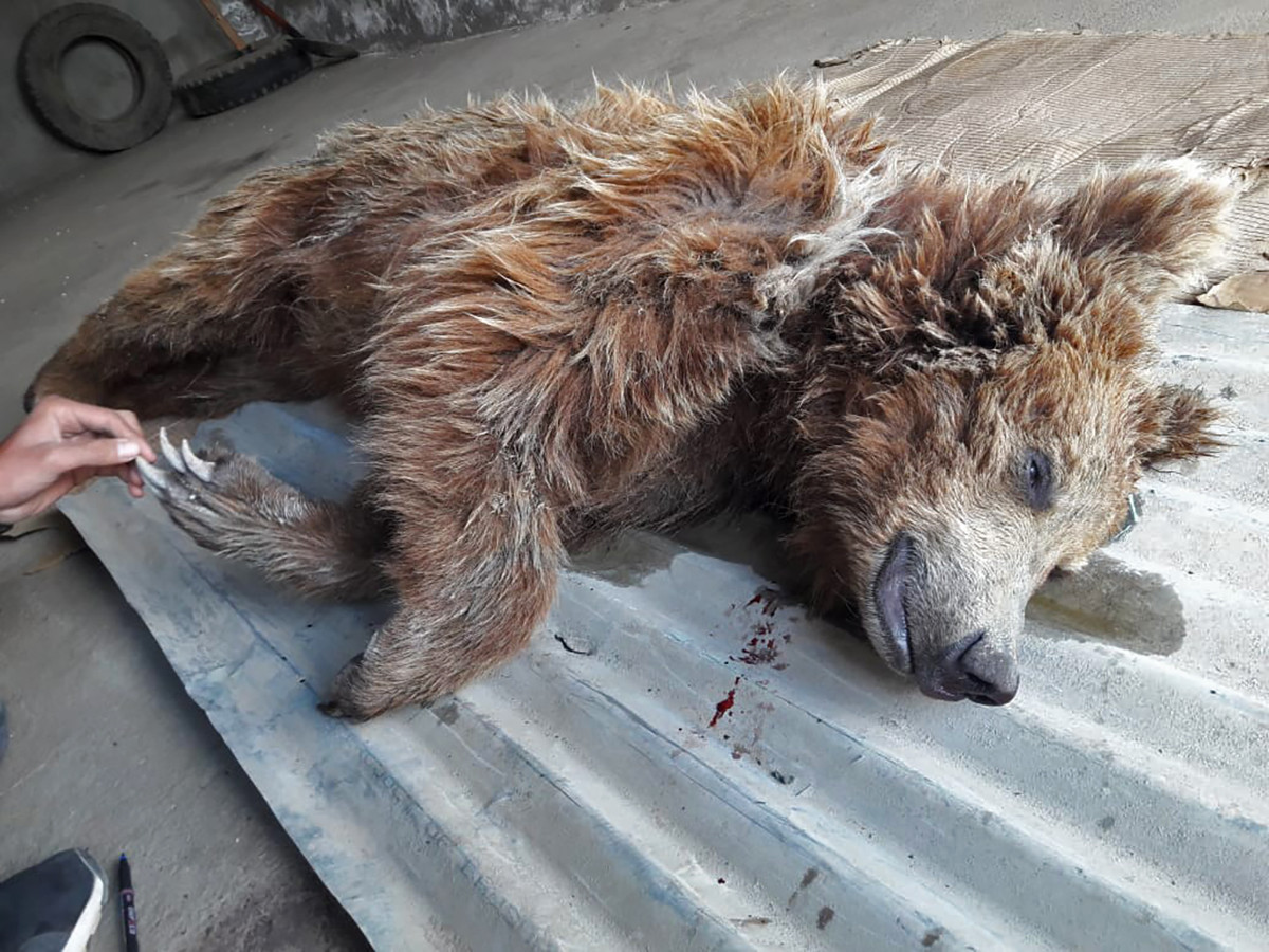 A b      e  f  d   a              ae - The Challenges Of Mob Management When Rescuing Wildlife | Nature inFocus
