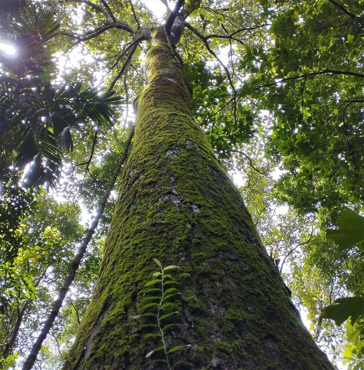 Artocarpus hirsutus giant tree in Sindhudurg | Nature Infocus