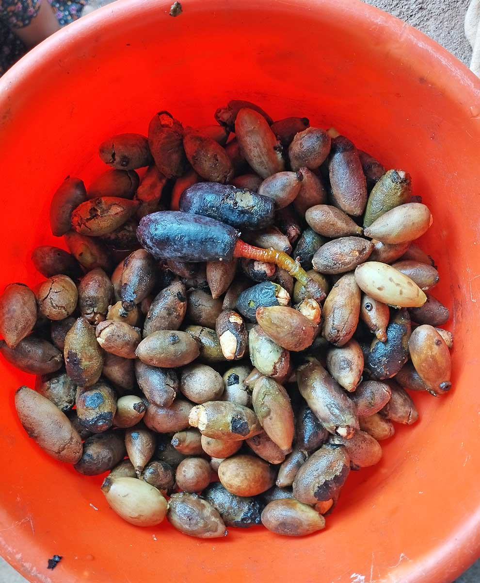 Beilschmiedia dalzellii seed collection | Nature Infocus