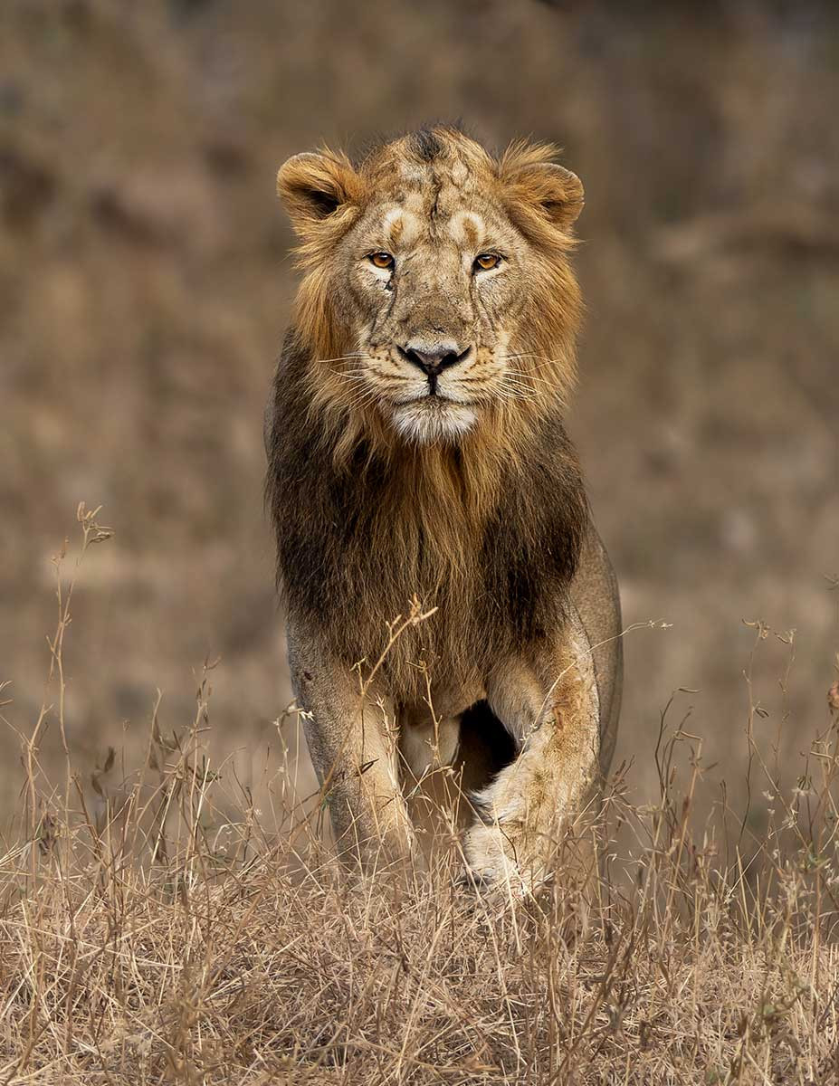      Gujarat Lion Pinkesh Tanna | Nature Infocus