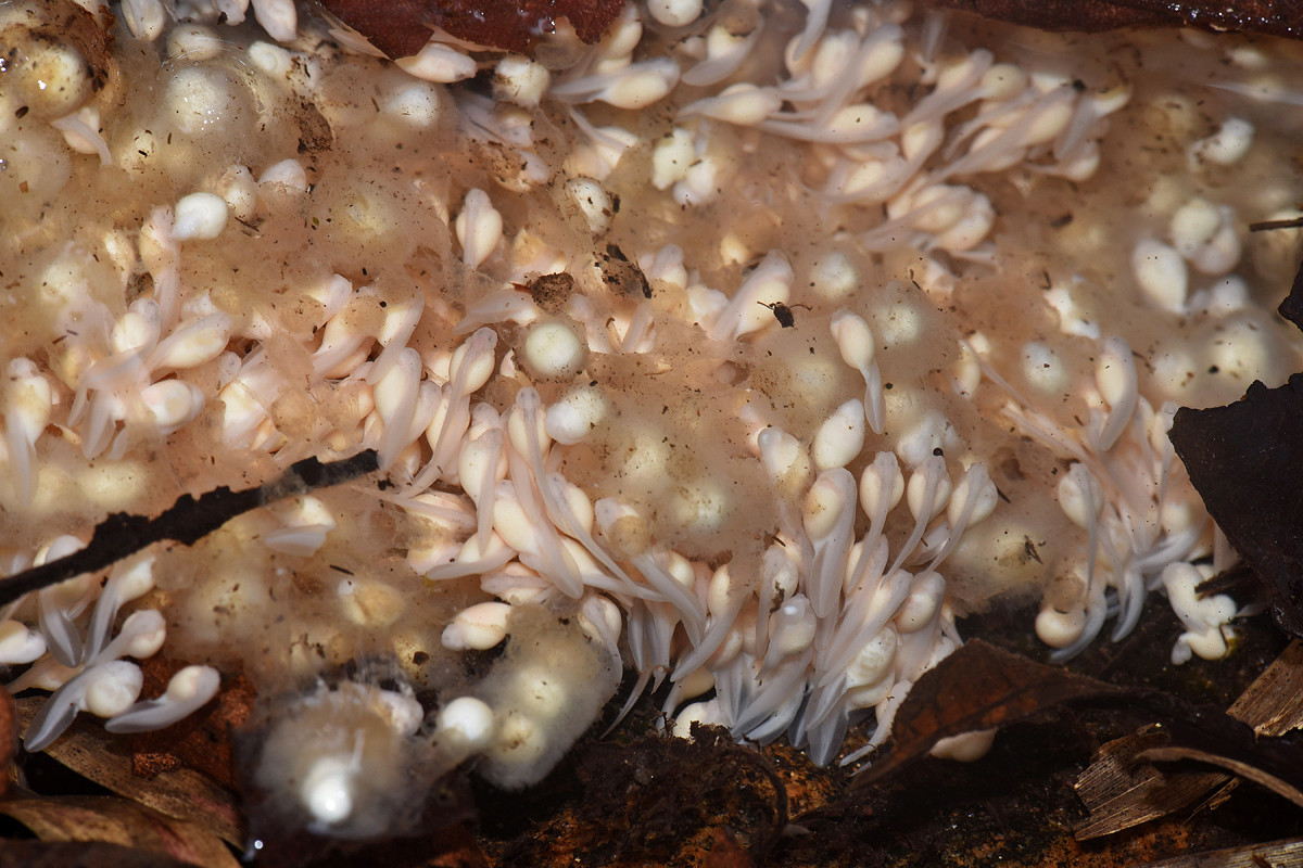 Lowres eggs and tadpoles in a drying pool - The Purple Frog's Race Against Time | Nature inFocus
