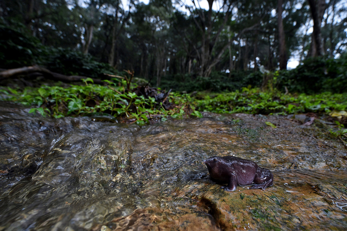 Lowres purple frog in coffee plantation - The Purple Frog's Race Against Time | Nature inFocus