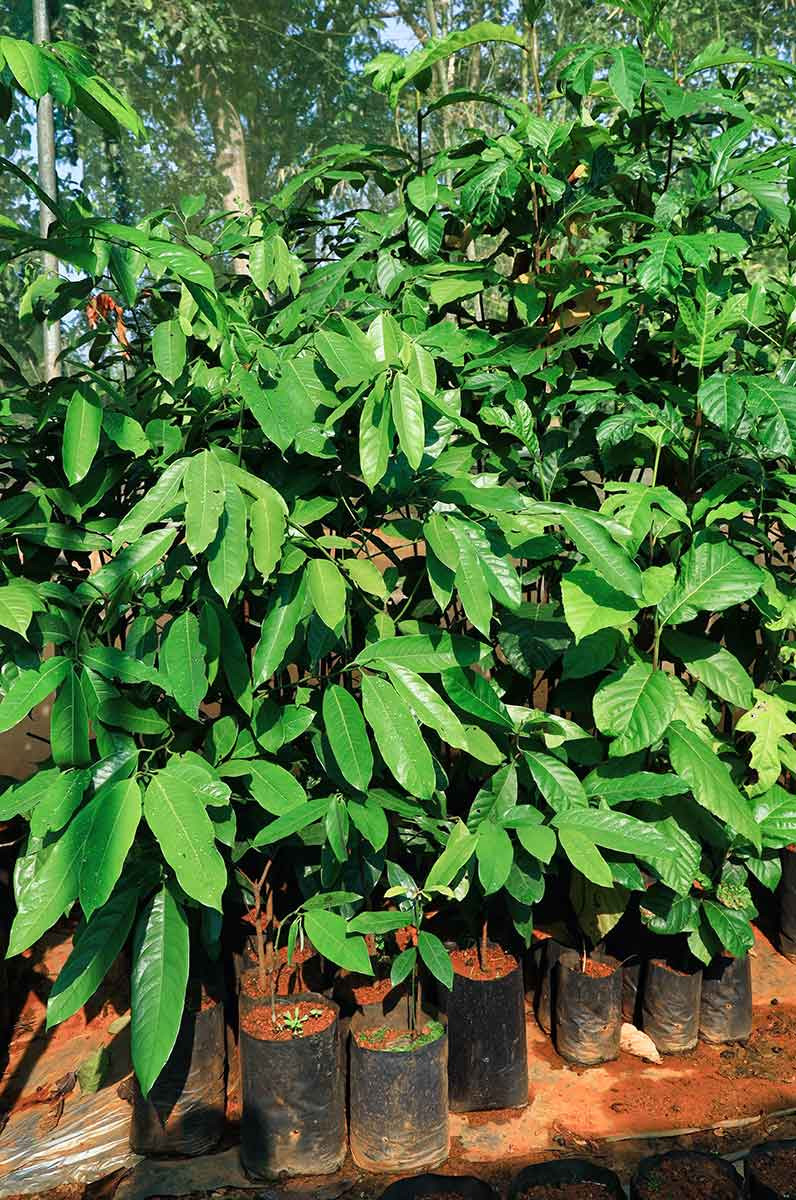 Myristica malabarica | Nature Infocus