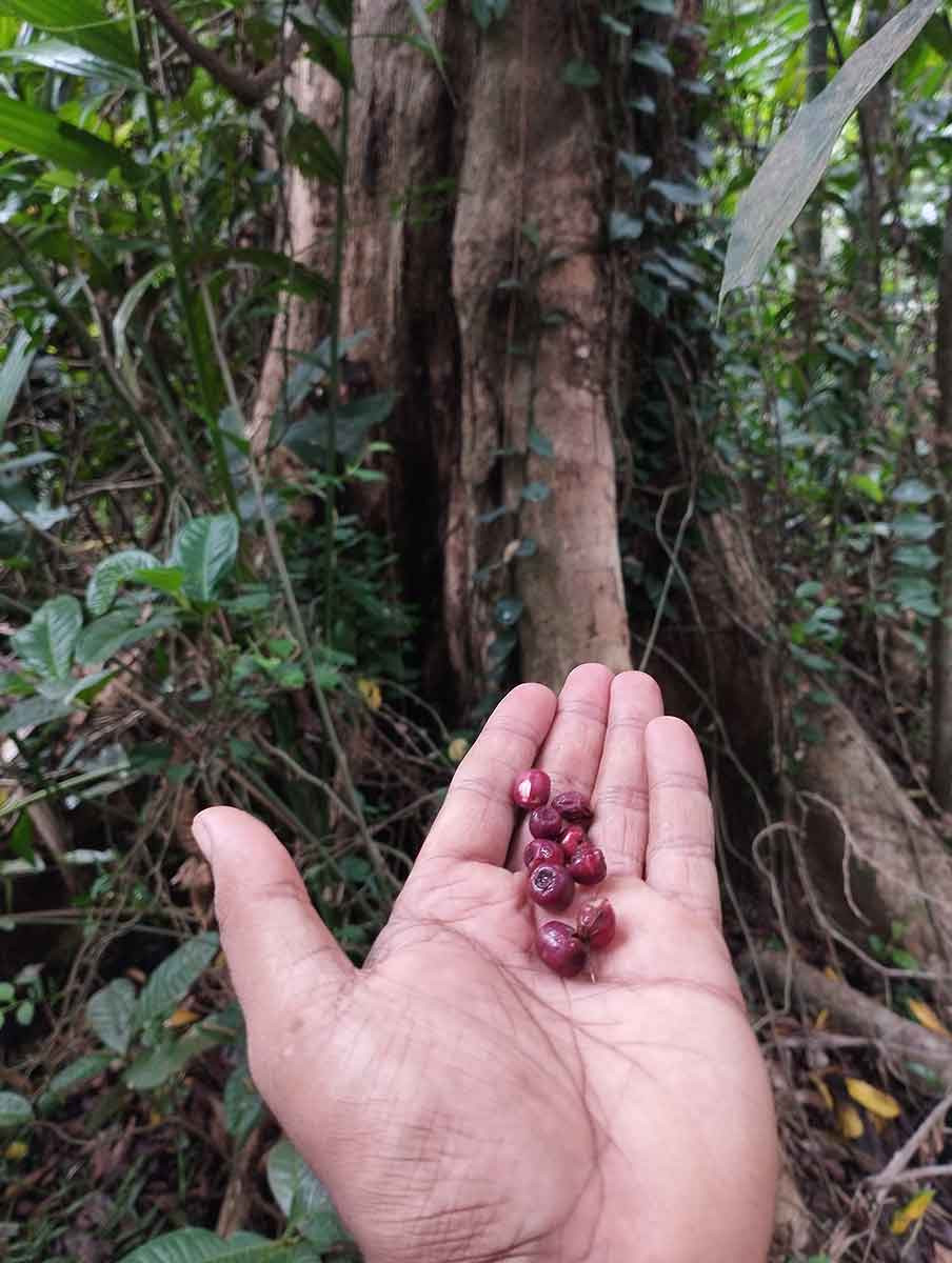 Syzygium stocksii giant tree and its fruits | Nature Infocus