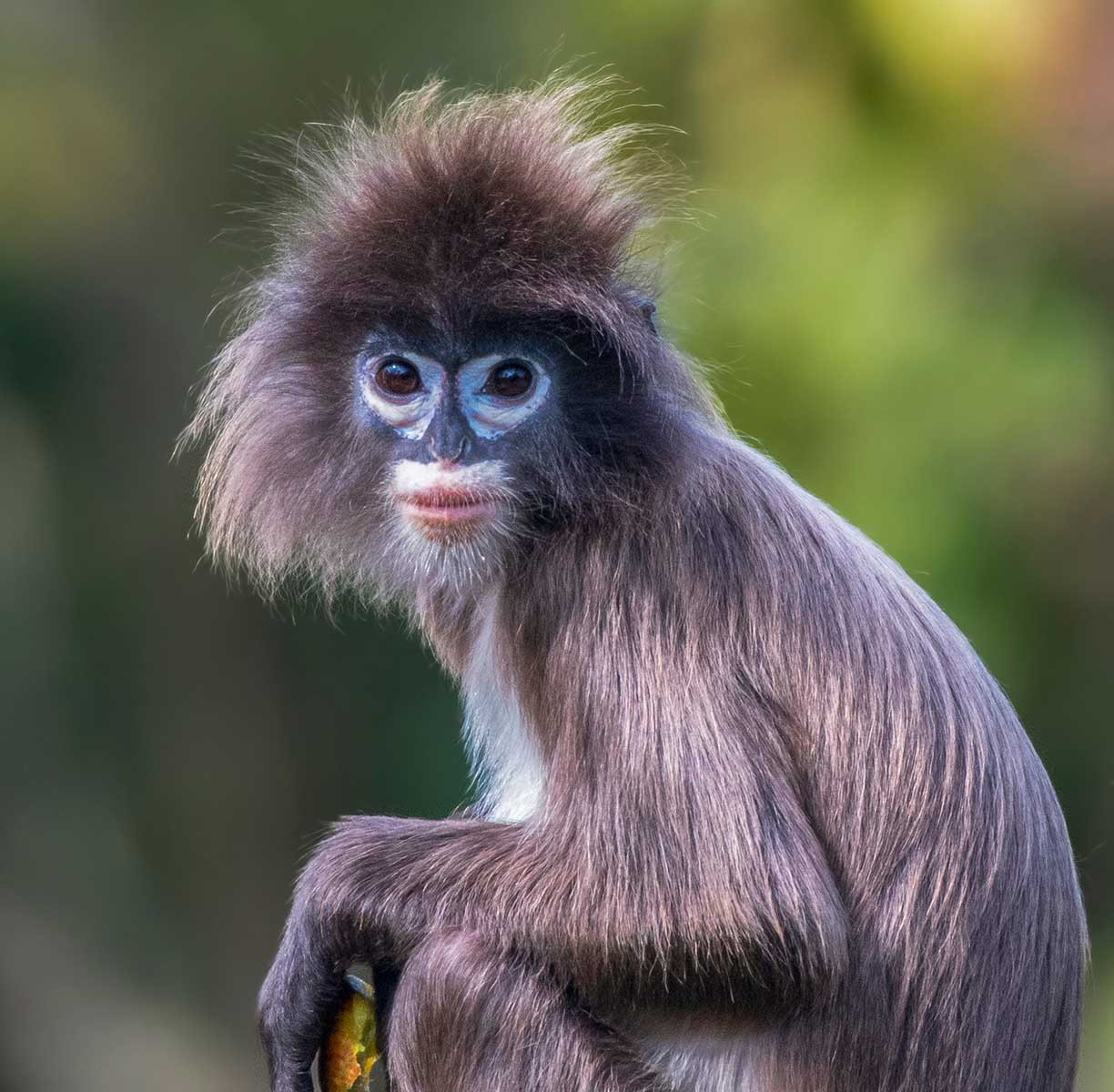      Tripura PhayresLeaf Megh Roy Choudhury | Nature Infocus