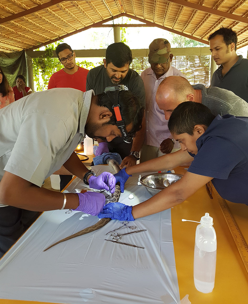 Inserting a radio transmitter in a Russell’s Viper | Nature inFocus
