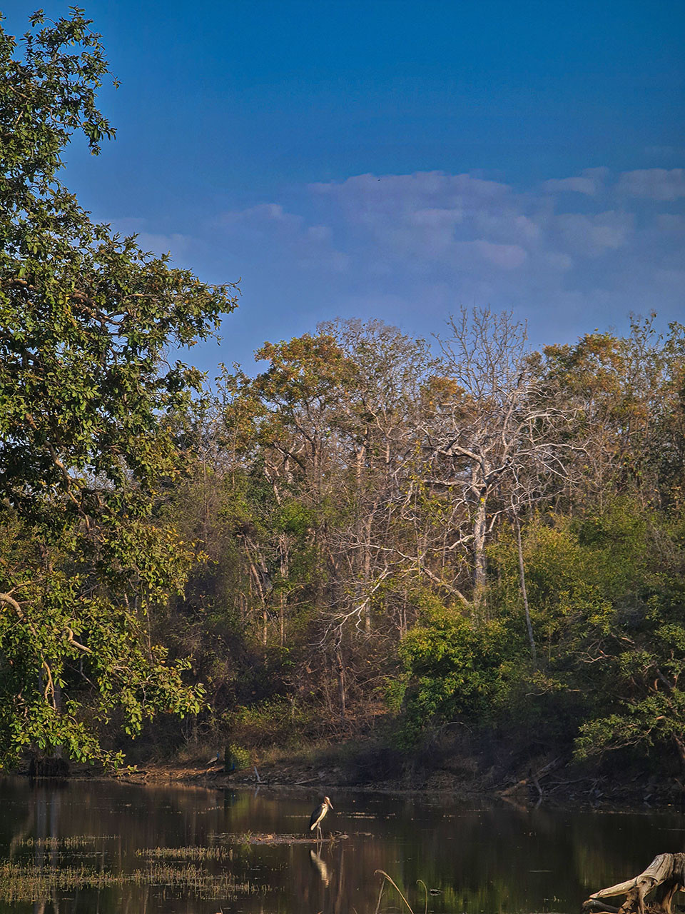 Gundalha Nallah watering hole in Panna Forest